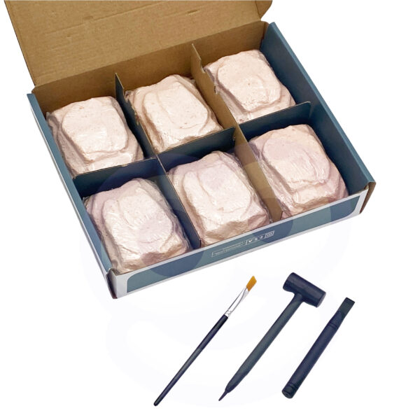 WOOPIE Zabawka Kreatywna Dinozaur Szkielet Wykopalisko Archeologiczne - 004