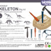 WOOPIE Wykopalisko "Mały Archeolog" 6 Szkieletów Dinozaurów - 013