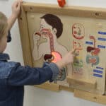 Nauka Anatomii Tablica Układ Pokarmowy Masterkidz – Pomoc Montessori - 002