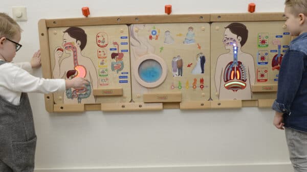 Nauka Anatomii Tablica Układ Pokarmowy Masterkidz – Pomoc Montessori - 004