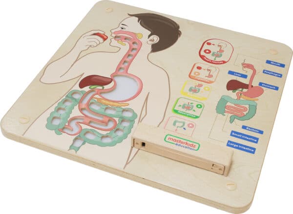 Nauka Anatomii Tablica Układ Pokarmowy Masterkidz – Pomoc Montessori - 006