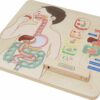 Nauka Anatomii Tablica Układ Pokarmowy Masterkidz – Pomoc Montessori - 006