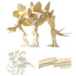 WOOPIE Zabawka Kreatywna Dinozaur Szkielet Wykopalisko Archeologiczne - 006