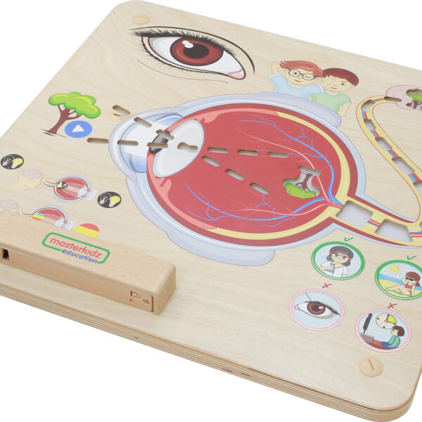 Sensoryczna Tablica Masterkidz Jak Działa Wzrok? – Pomoc Montessori