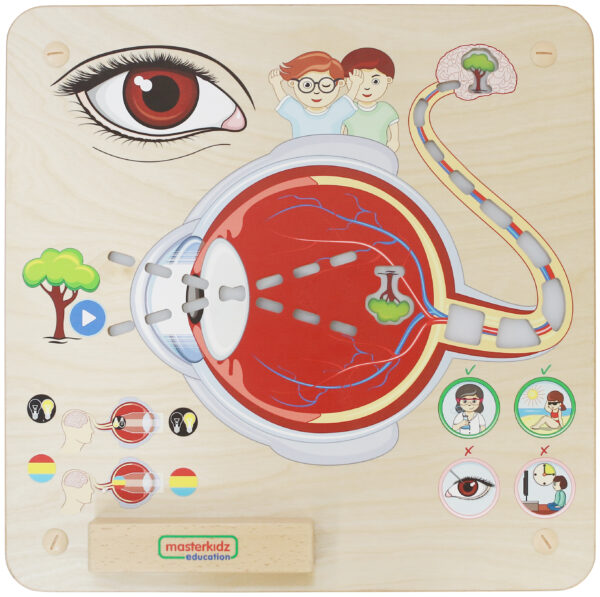Sensoryczna Tablica Masterkidz Jak Działa Wzrok? – Pomoc Montessori - 002