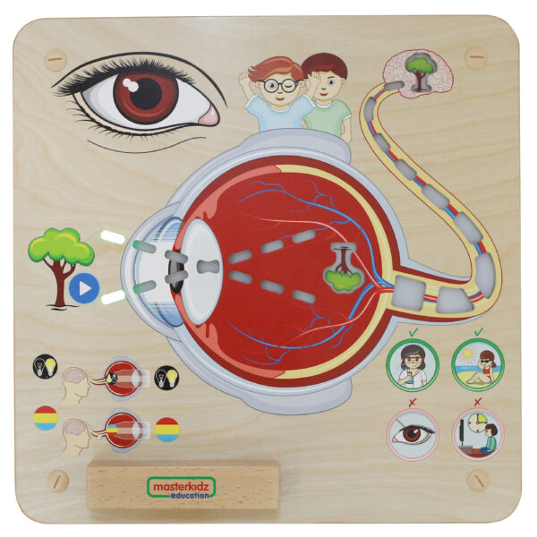 Sensoryczna Tablica Masterkidz Jak Działa Wzrok? – Pomoc Montessori - 003