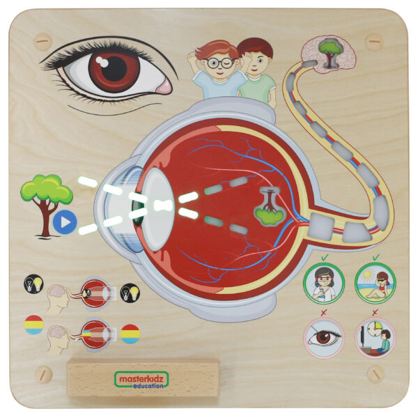 Sensoryczna Tablica Masterkidz Jak Działa Wzrok? – Pomoc Montessori - 004