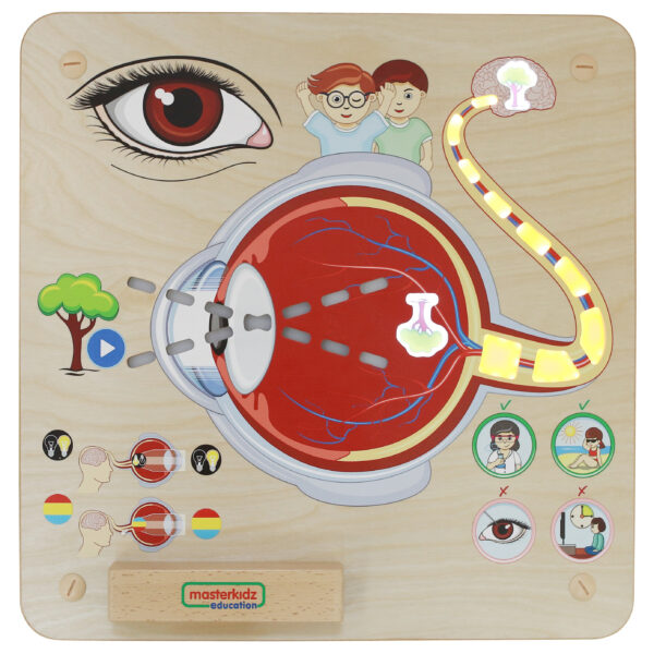 Sensoryczna Tablica Masterkidz Jak Działa Wzrok? – Pomoc Montessori - 005