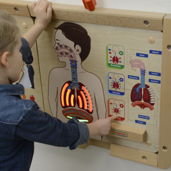 Tablica Edukacyjna Układ Oddechowy LED Montessori - MASTERKIDZ - 002