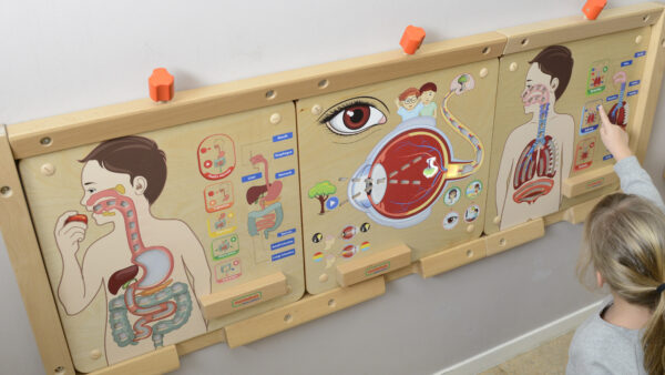 Tablica Edukacyjna Układ Oddechowy LED Montessori - MASTERKIDZ - 004